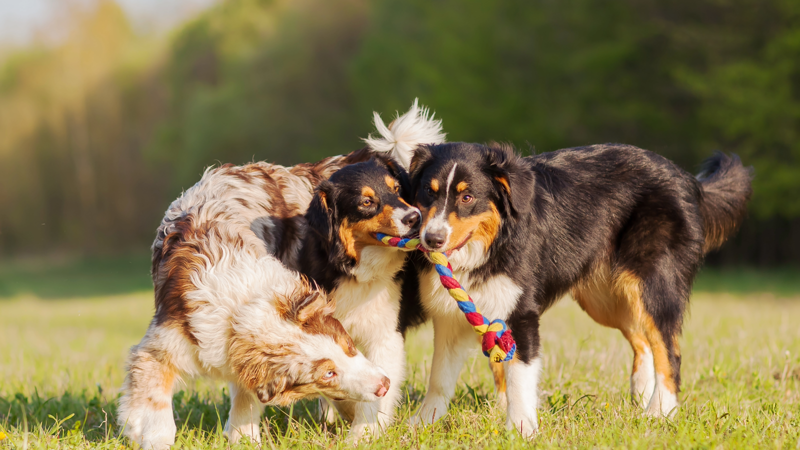 Resident Benefit Paw Pals Pet Services 