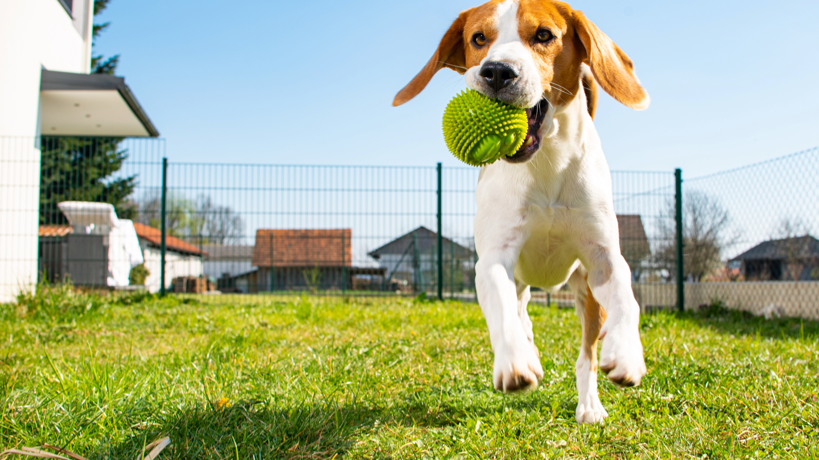 Resident Benefit Paw Pals Pet Services 