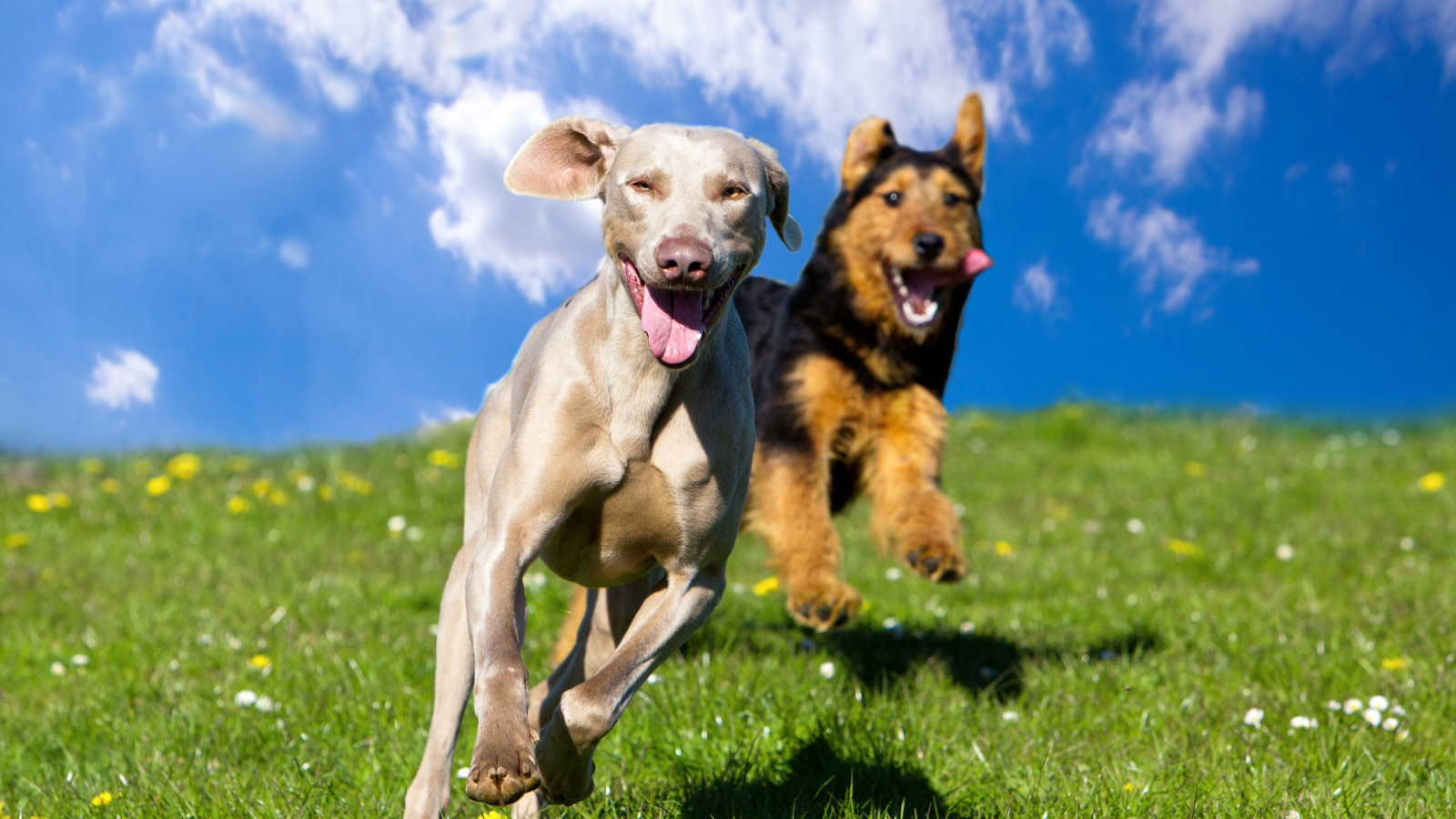 Resident Benefit Paw Pals Pet Services 