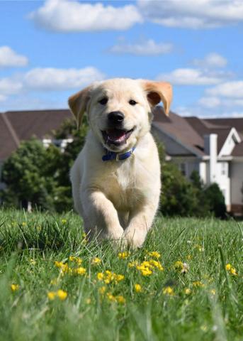 Paw Pals Pet Services Madison 