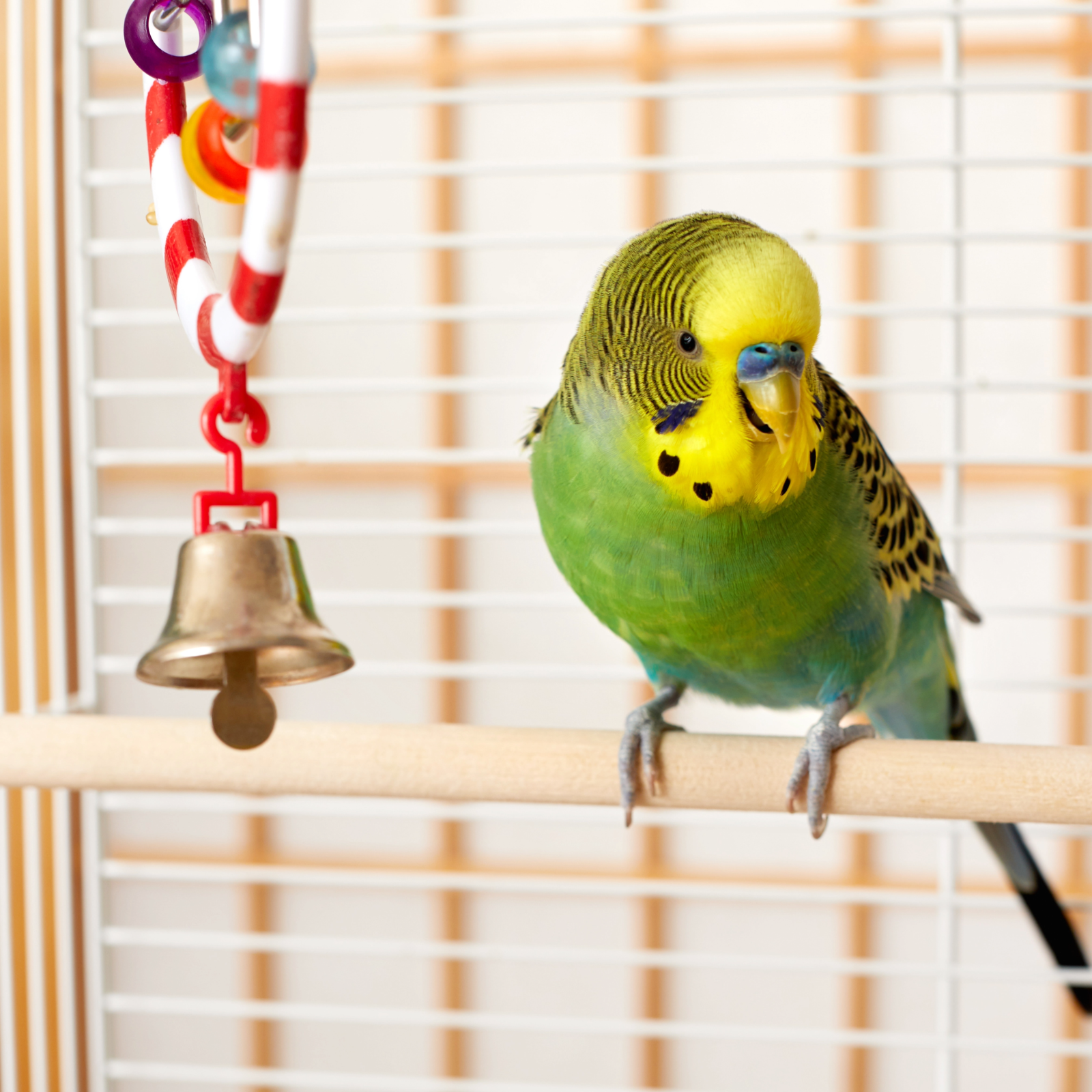ULI Pet Lifestyle Pet Parakeet 