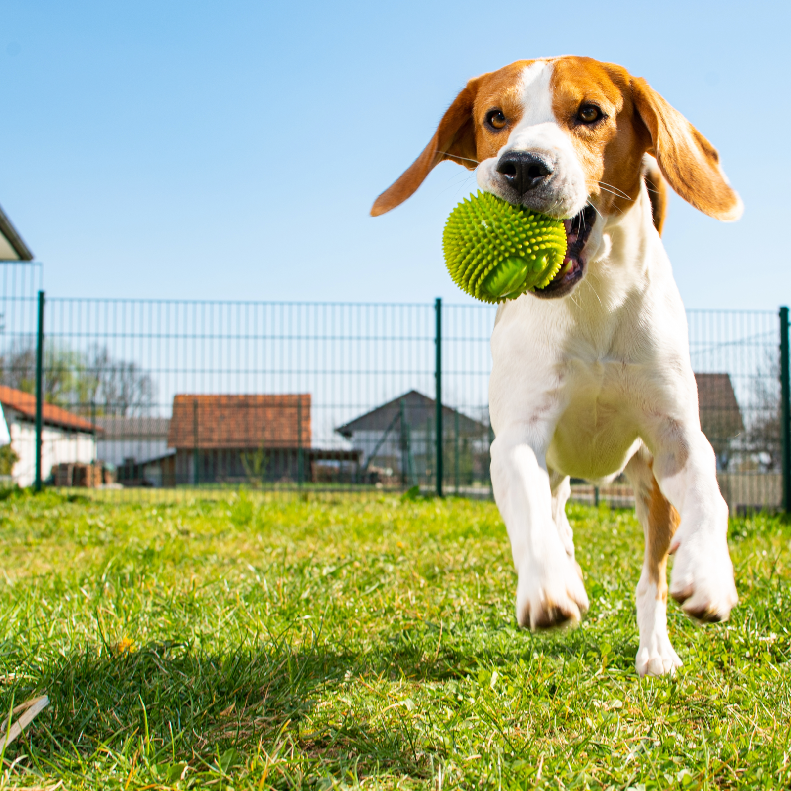 Resident Benefit Paw Pals Pet Services 
